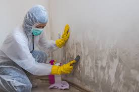 Why You Should Choose Our Mold Remediation Services in Villanova, PA